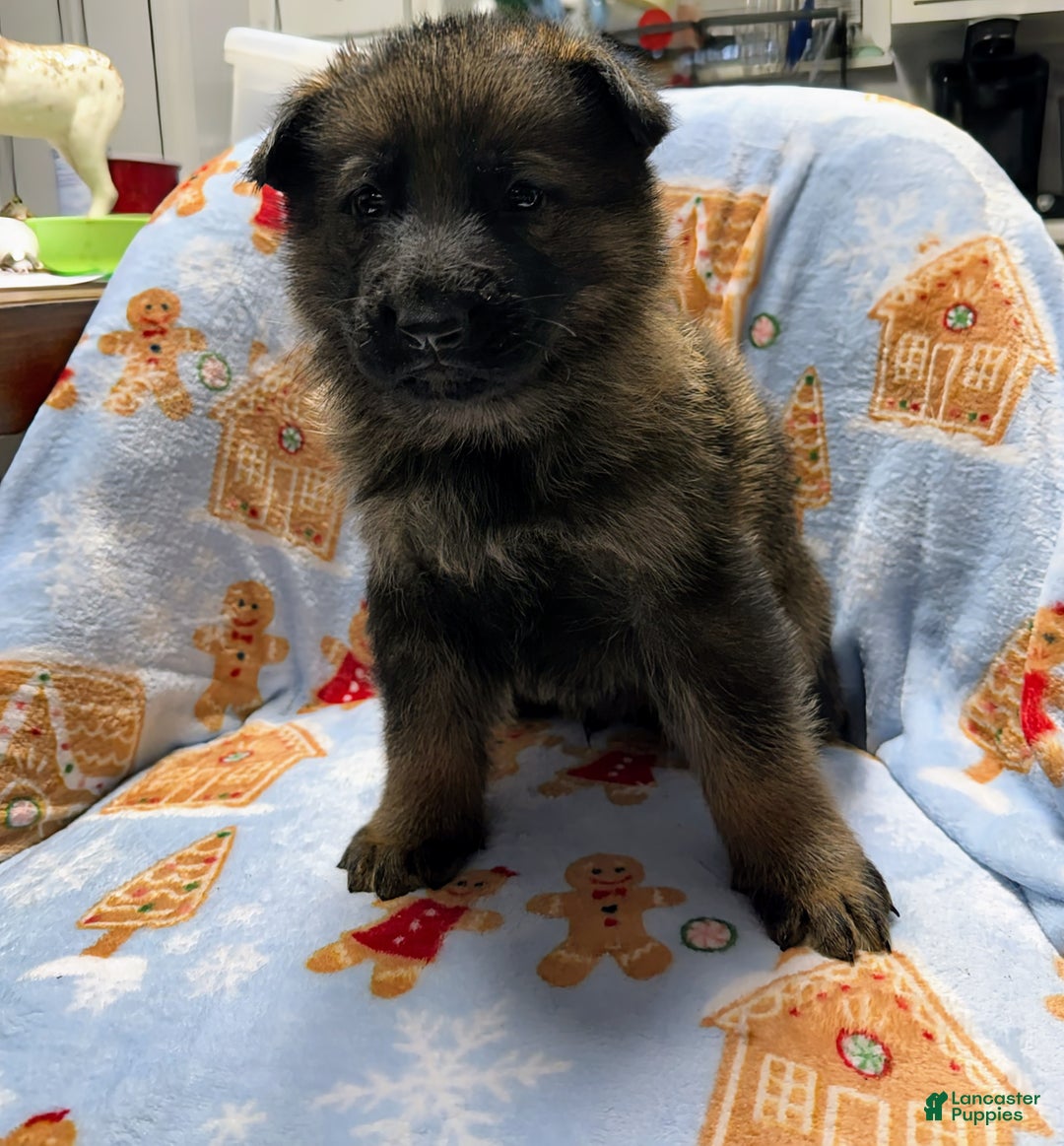 German Shepherd dogs for sale: Arcadius - Ad 1