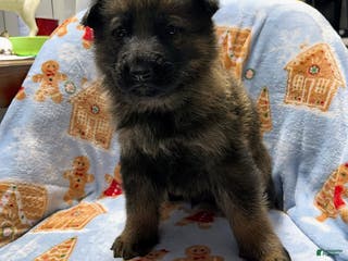 German Shepherd dogs Arcadius - Ad 37