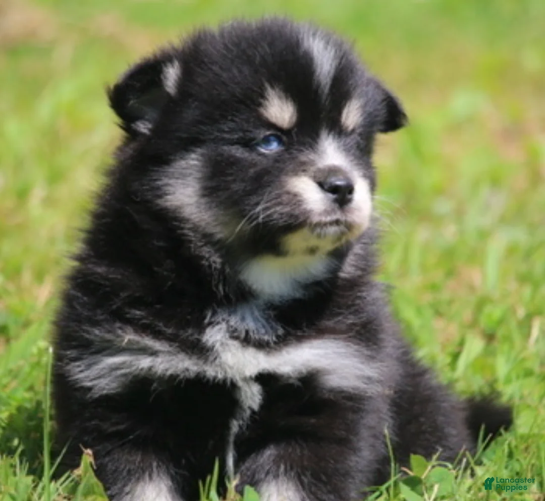 Pomsky dogs for sale: Deana - Ad 4