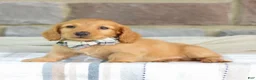 Miniature Dachshund dogs for sale: Ollie - Ad 3