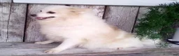 Pomapoo dogs for sale: Parker - Ad 10
