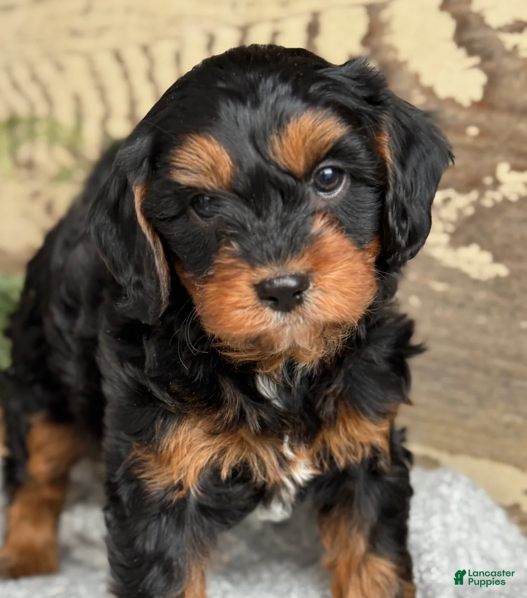 Mixed Breed dogs for sale: Harper - Ad 12