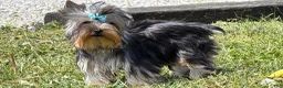 Yorkshire Terrier dogs for sale: Buzz - Ad 1