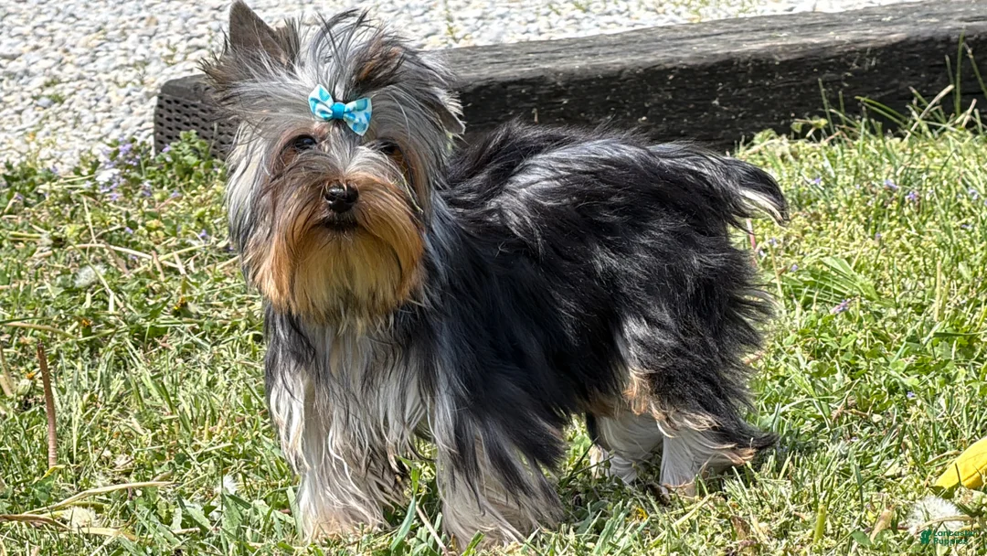 Yorkshire Terrier dogs for sale: Buzz - Ad 1