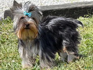 Yorkshire Terrier dogs for sale: Buzz - Ad 3