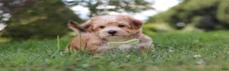 Morkie dogs for sale: Zoe - Ad 6