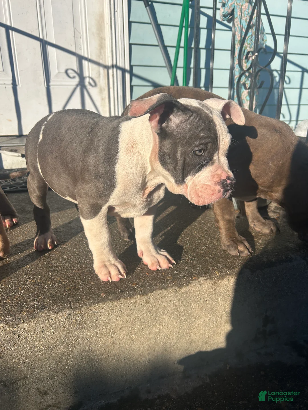 American Bully dogs for sale: American Bully Puppy 1 - Ad 2