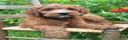 Irish Doodle dogs for sale: Maple - Ad 4