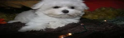 Maltese dogs for sale: Conrad - Ad 8