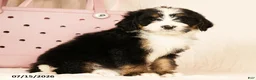 Bernedoodle dogs for sale: Dolly - Ad 5