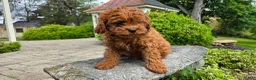Cavapoo dogs for sale: Henry - Ad 7