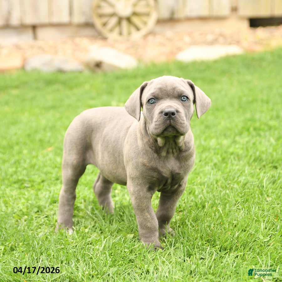 Cane Corso dogs Sterling - Ad 1
