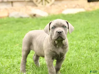 Cane Corso dogs for sale: Sterling - Ad 1