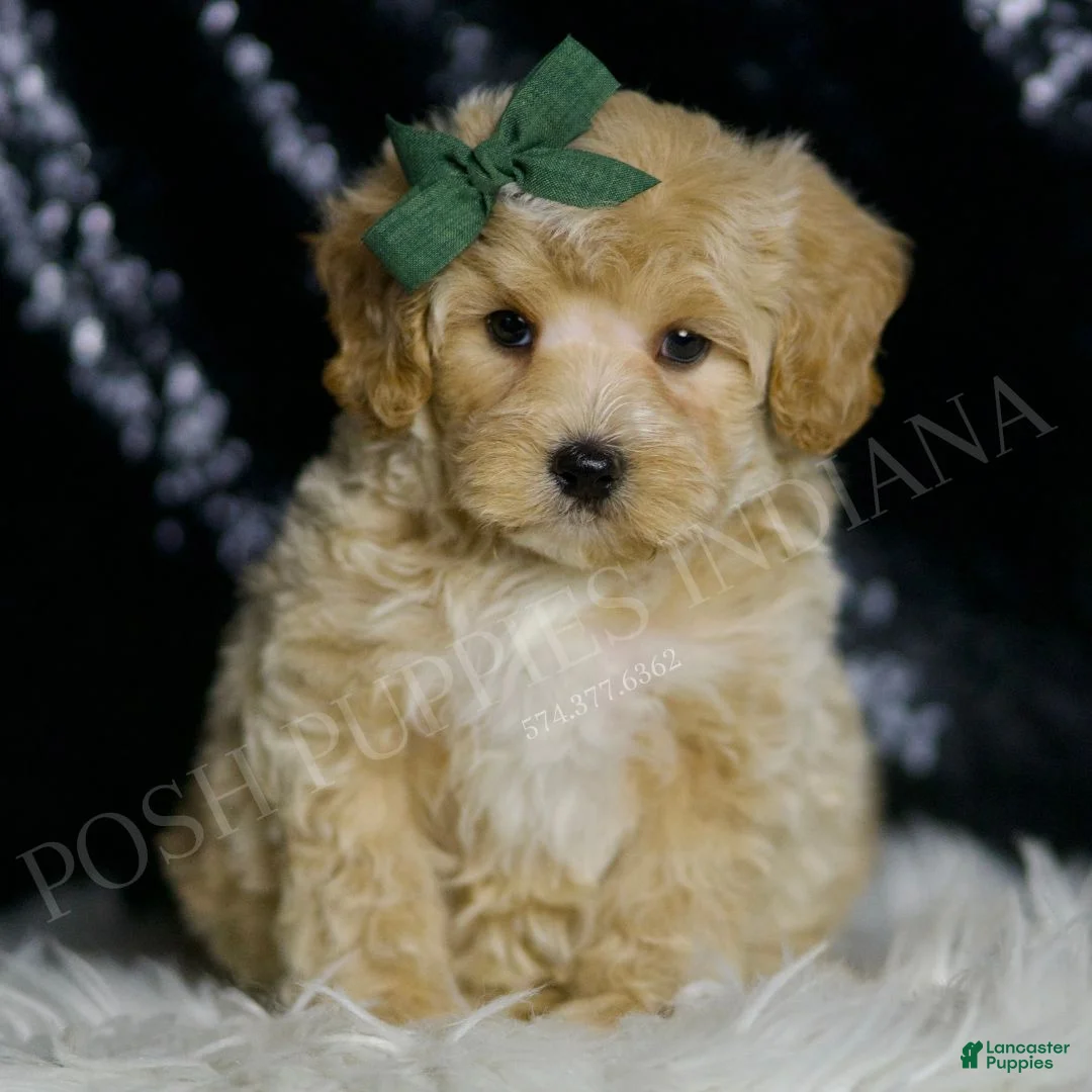 Maltipoo dogs for sale: Dash - Ad 1