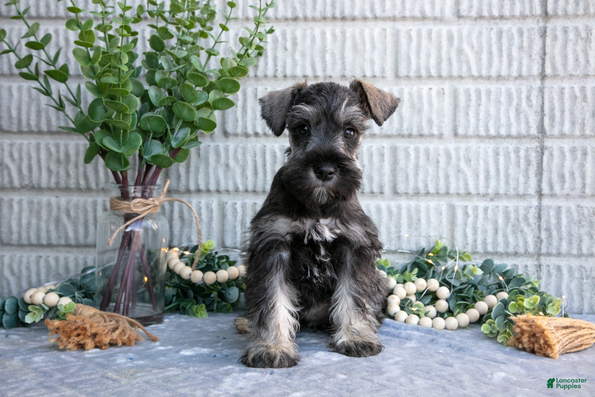 Miniature Schnauzer dogs Penny - Ad 1