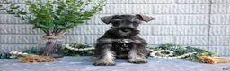 Miniature Schnauzer dogs for sale: Penny - Ad 1