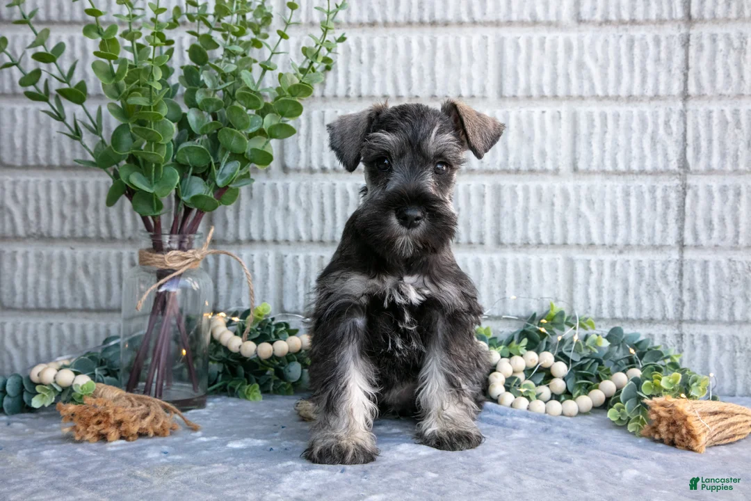 Miniature Schnauzer dogs for sale: Penny - Ad 1