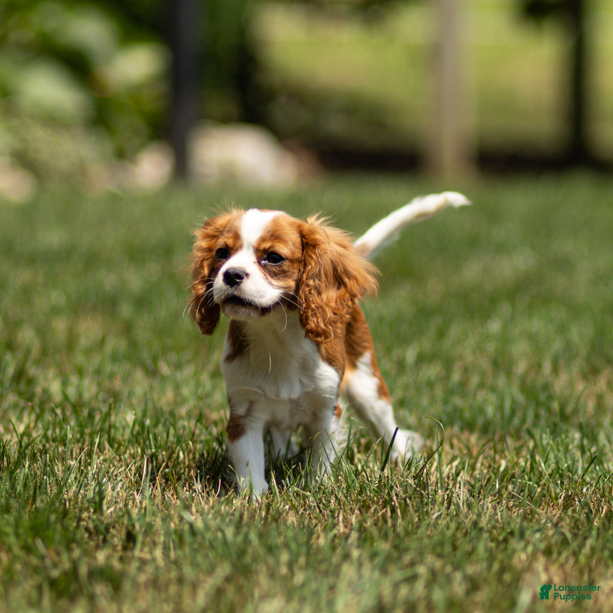 Cavalier King Charles Spaniel dogs Allen Cavalier King Charles Spaniel Puppy  - Ad 1