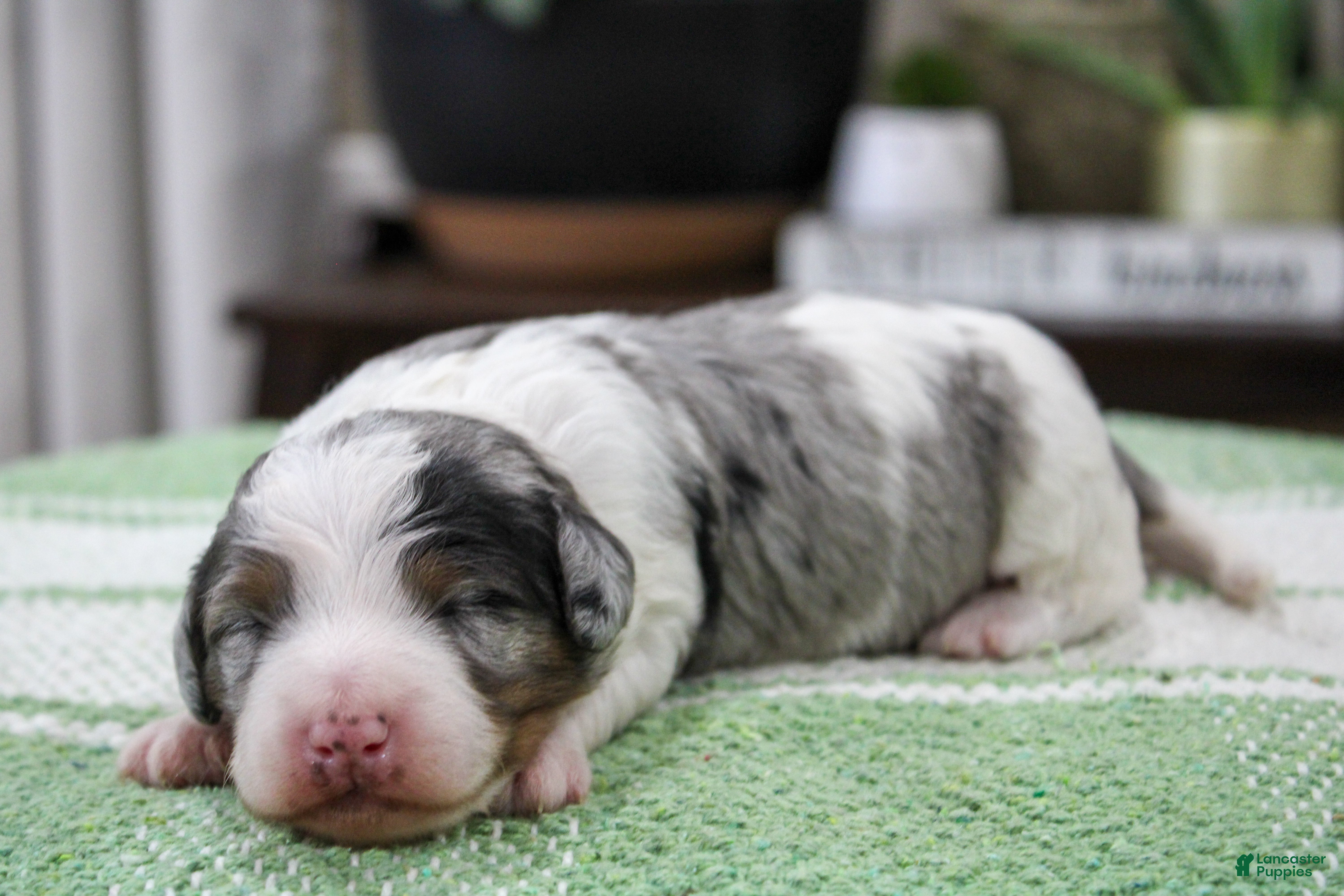 Mini Bernedoodle dogs Tilly - Ad 2