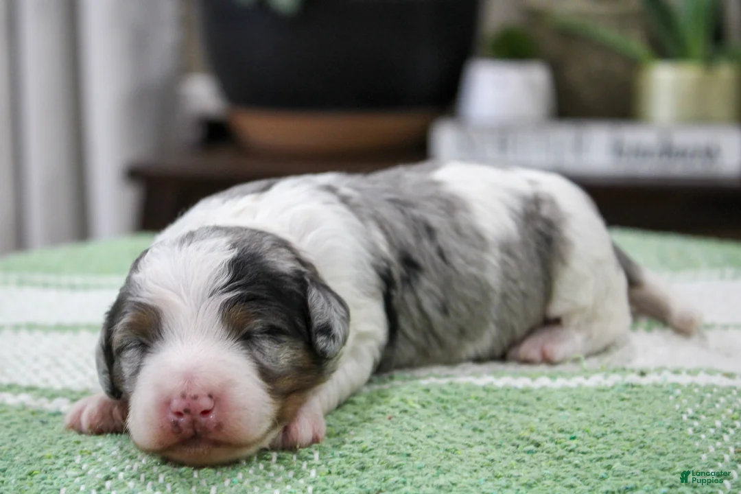 Mini Bernedoodle dogs for sale: Tilly - Ad 2
