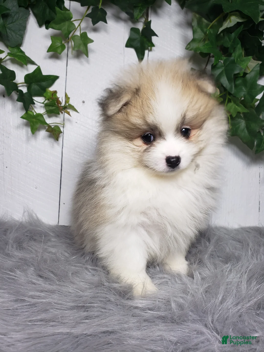 Pomeranian dogs for sale: Theo - Ad 1
