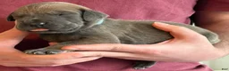 Great Dane dogs for sale: Teal - Ad 4