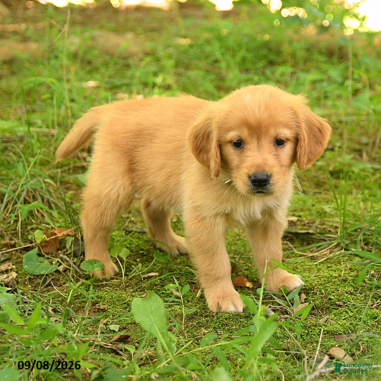 Golden Retriever dogs Darcy - Ad 1