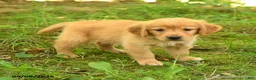 Golden Retriever dogs for sale: Darcy - Ad 1