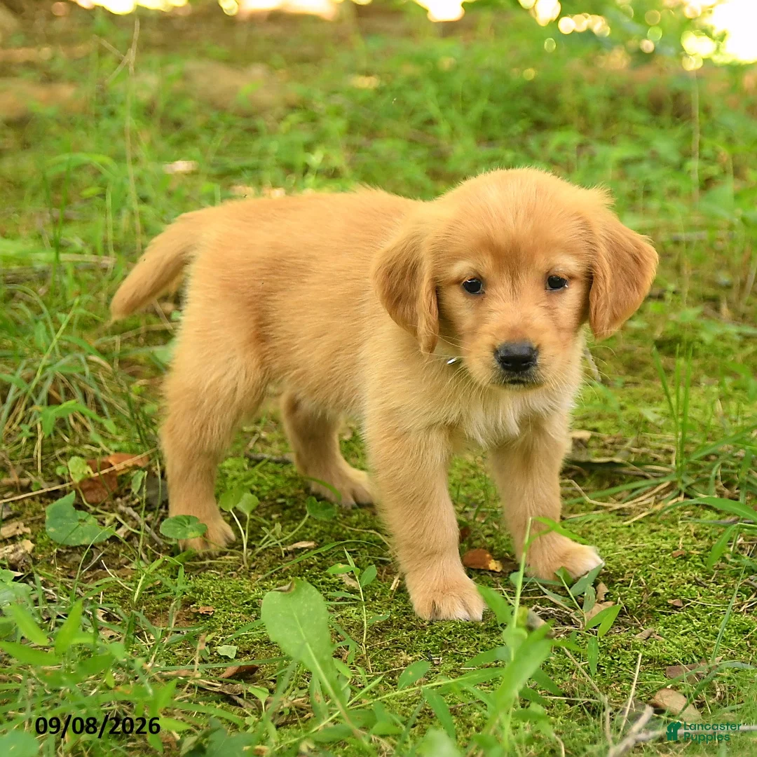 Golden Retriever dogs for sale: Darcy - Ad 1