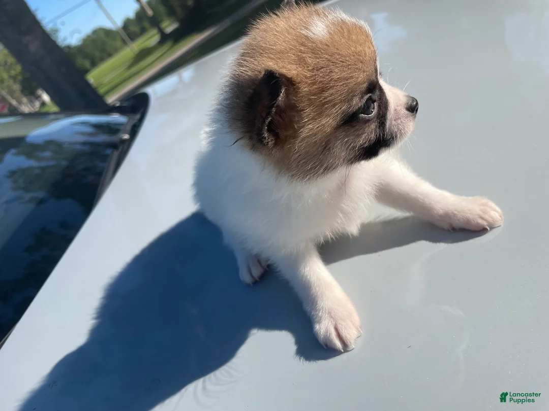 Mixed Breed dogs for sale: Mixed Breed Puppy 4 - Ad 2