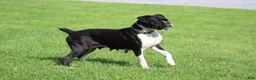 Boxer dogs for sale: Honey  - Ad 8