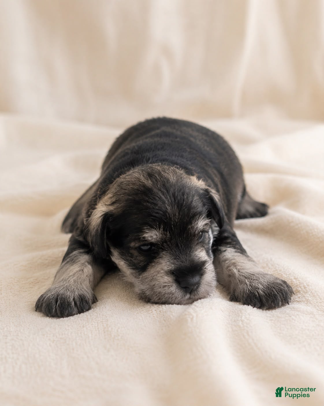 Miniature Schnauzer dogs Miniature Schnauzer 2 - Ad 1