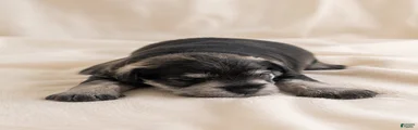 Miniature Schnauzer 2