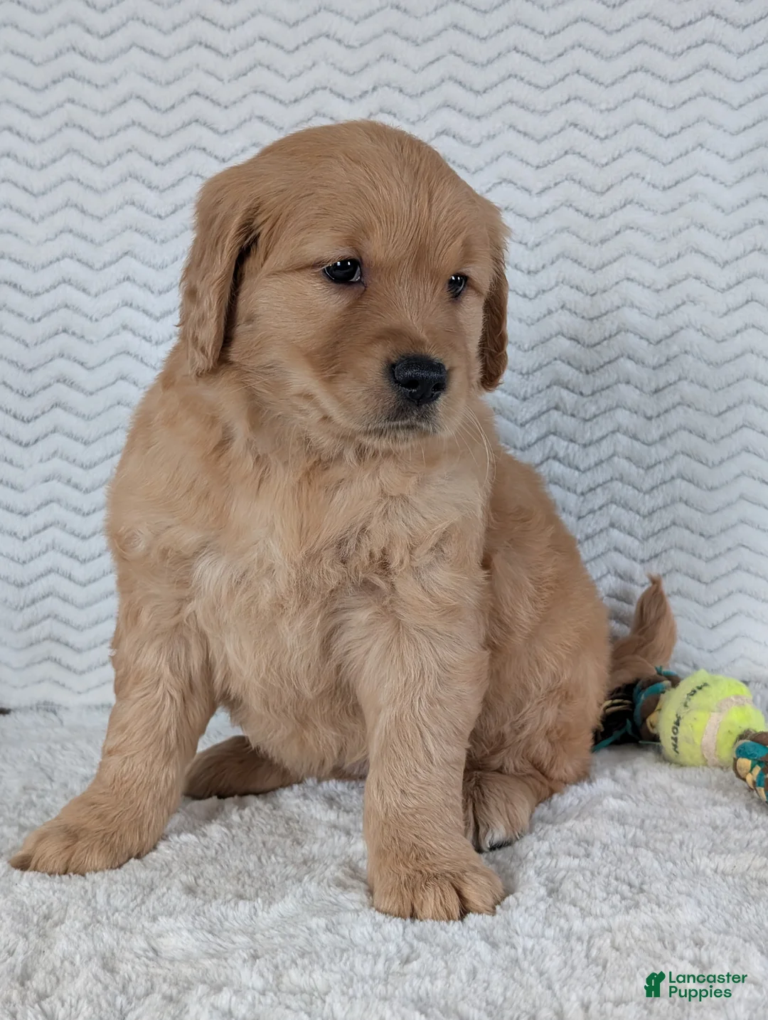 Golden Retriever dogs for sale: Miss Rosie  - Ad 4