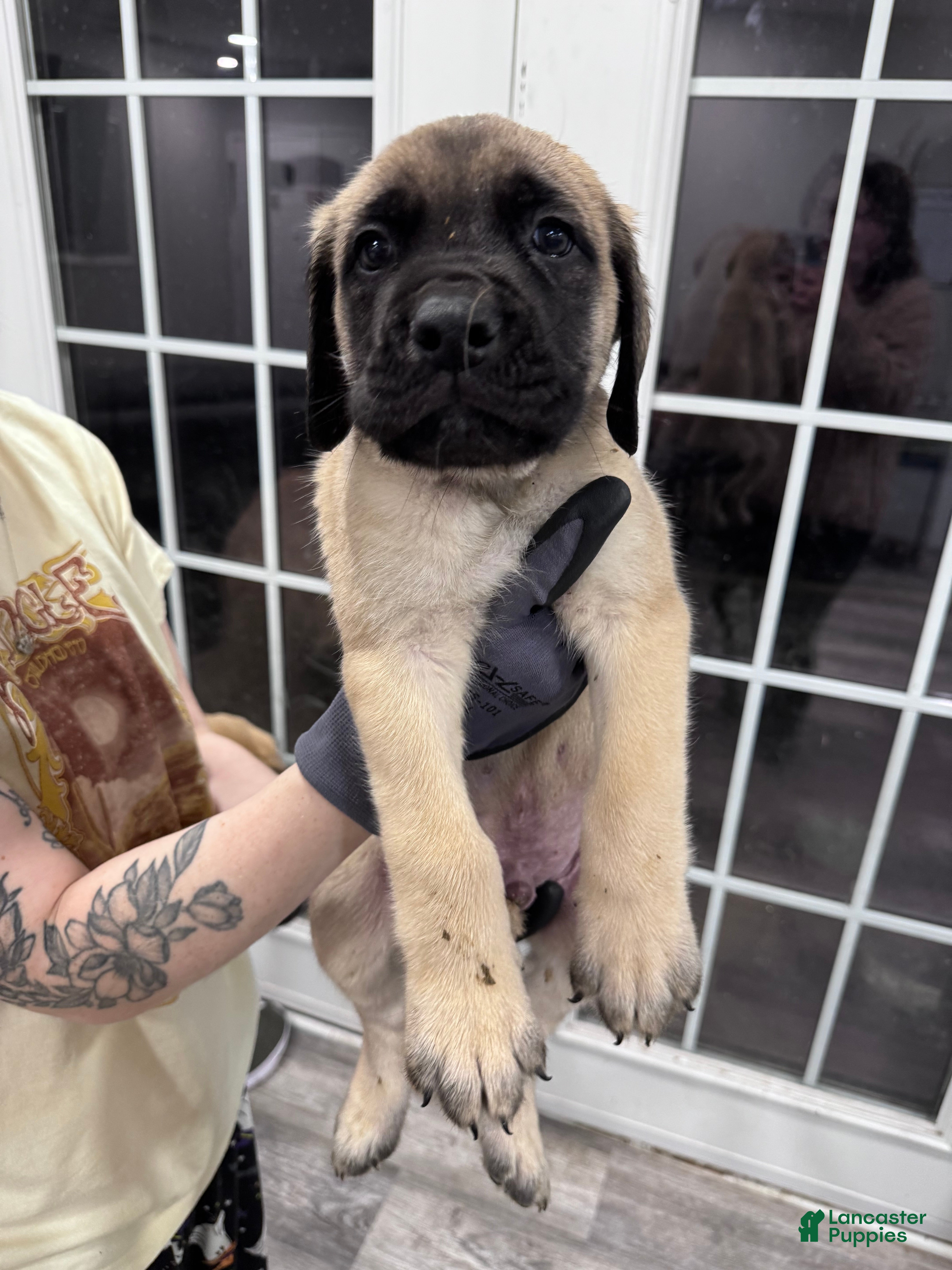 English Mastiff dogs English Mastiff Puppy 1 - Ad 18