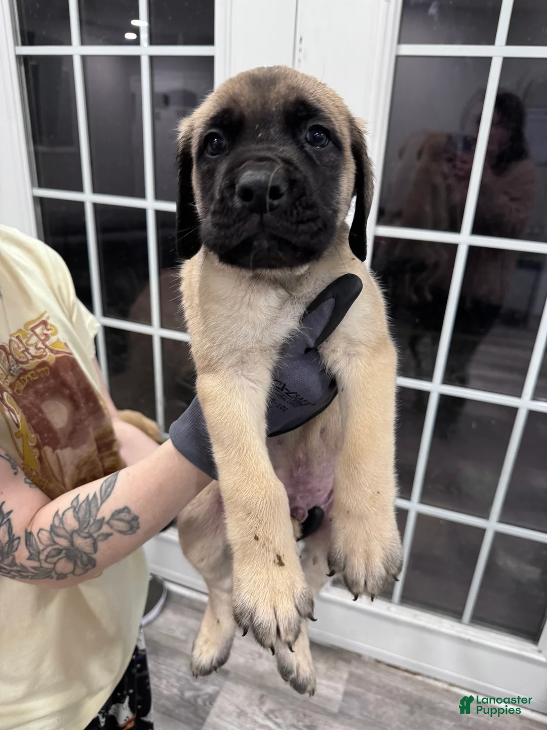 English Mastiff dogs for sale: English Mastiff Puppy 1 - Ad 1