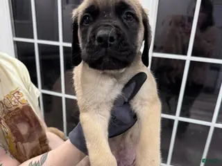 English Mastiff dogs English Mastiff Puppy 1 - Ad 18