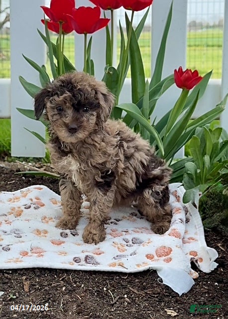 Miniature Poodle dogs Daisy - Ad 1