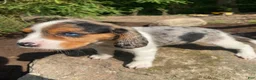 Beaglier dogs for sale: Amy - Ad 8