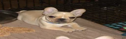 French Bulldog dogs for sale: French Bulldog Puppy 3 - Ad 2