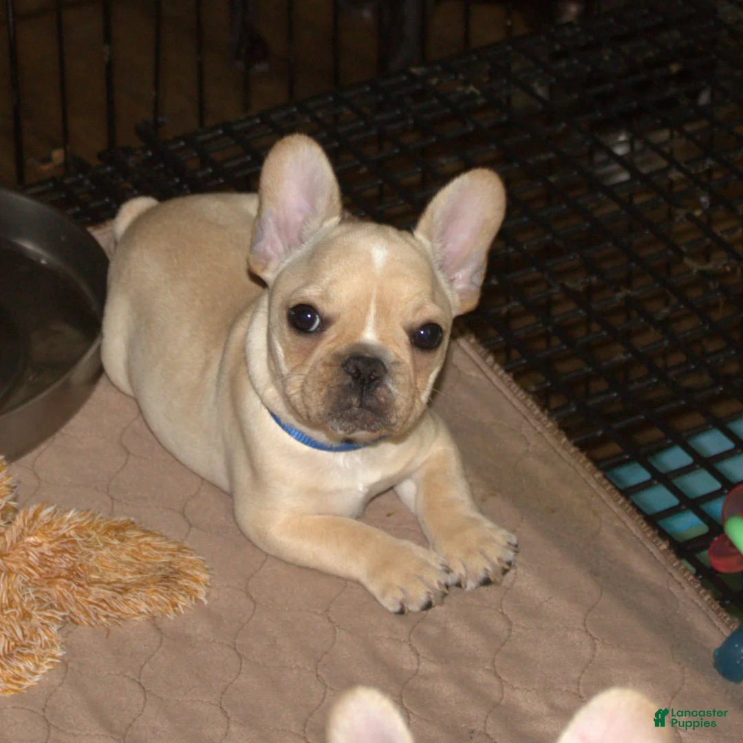 French Bulldog dogs for sale: French Bulldog Puppy 3 - Ad 2