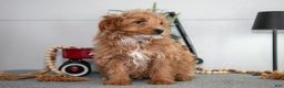 Mini Goldendoodle dogs for sale: Maxine - Ad 2