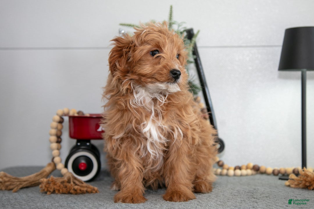 Mini Goldendoodle dogs for sale: Maxine - Ad 2