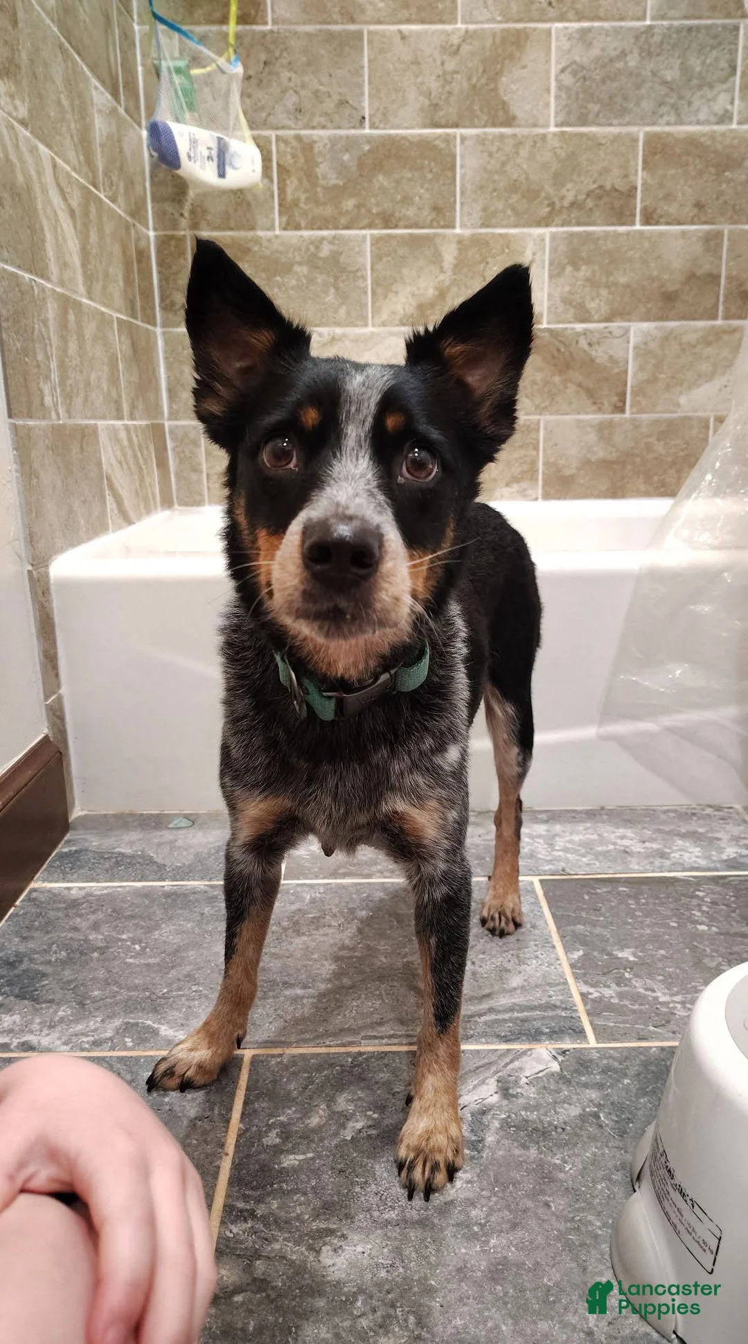 Mixed Breed dogs for sale: Prancer  - Ad 5