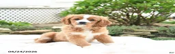 Miniature Golden Retriever dogs for sale: Jordan - Ad 2