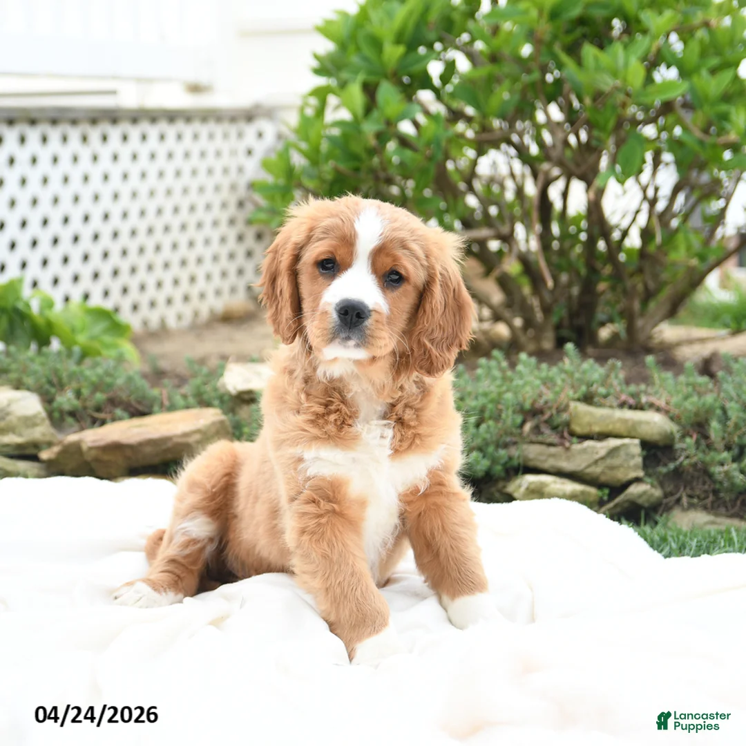Miniature Golden Retriever dogs for sale: Jordan - Ad 2