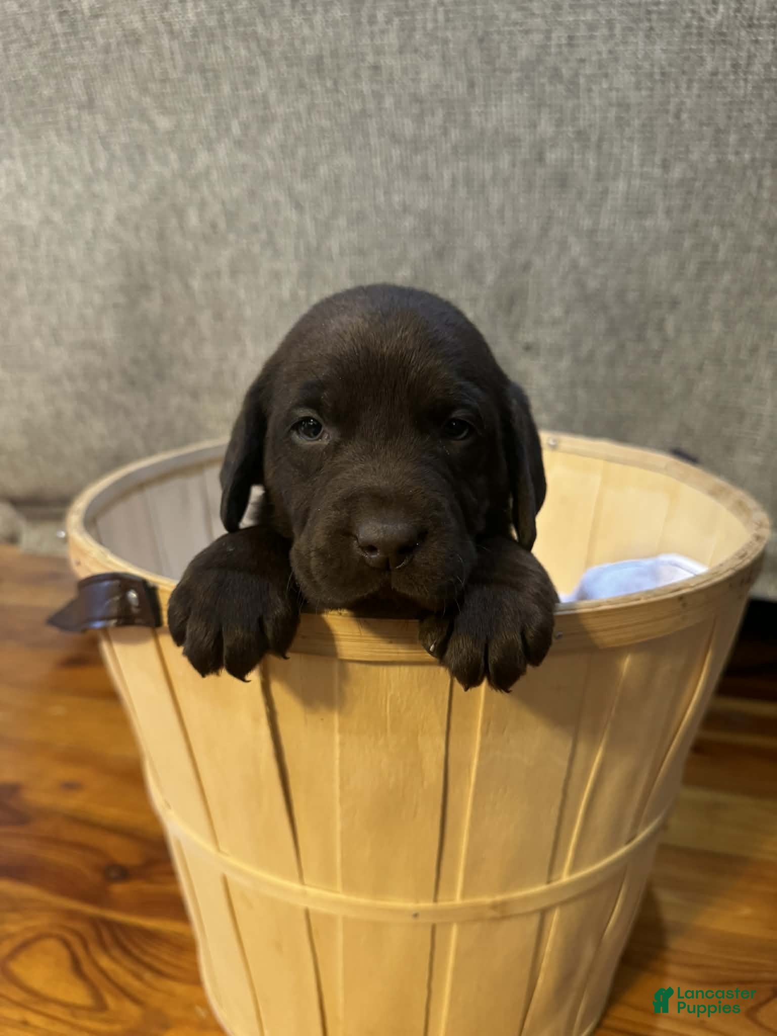 Labrador Retriever dogs Sprout - Ad 38