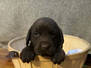 Labrador Retriever dogs Sprout - Ad 35