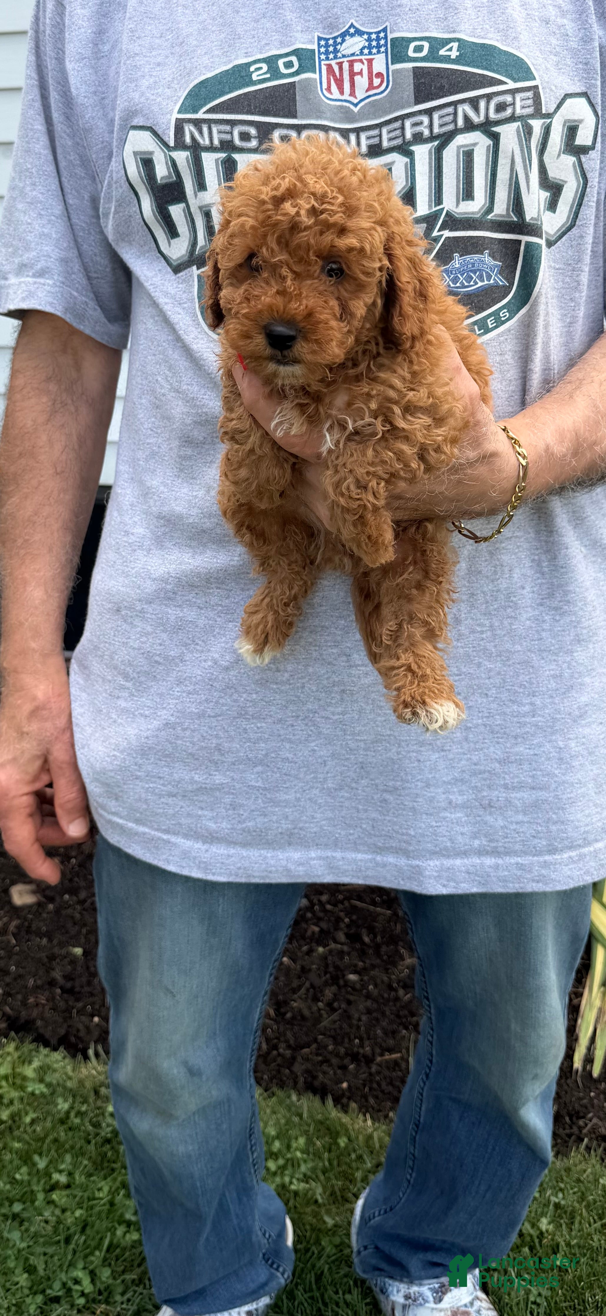 Miniature Poodle dogs for sale: Miniature Poodle 3 - Ad 2