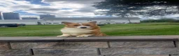 Welsh Corgi Pembroke dogs for sale: Bruno - Ad 5